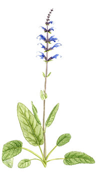 watercolor drawing plant of sage, Salvia officinalis  , hand drawn botanical illustration