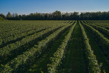 Fototapeta na wymiar Vineyard plantations in even rows on a hill. Vineyard plantations in Italy. Grape plantations against the background of blue sky.