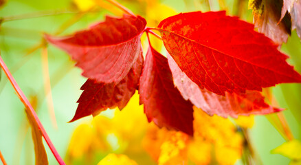 Autumn red leaves. Maiden grape.