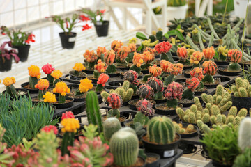 Fototapeta na wymiar Beautiful cactuses neatly lined up