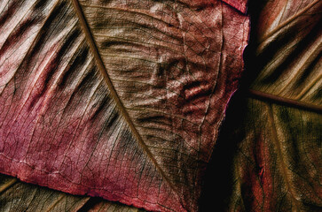 autumn background	