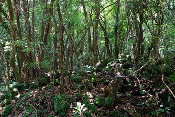 mossy rocks and old trees in deep forest