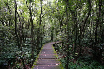 mossy trees and walkway in wild forest
