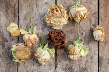 bud of dry roses on a wooden background, top view