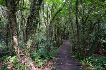 mossy trees and walkway in wild forest
