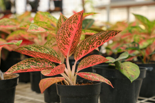 Flowering plant aglaonema arum family