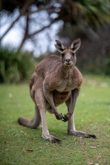 Kangaroos at rest