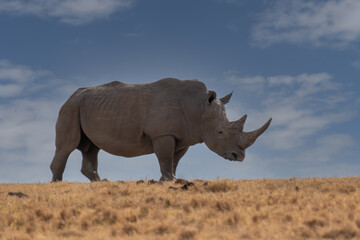 Fototapeta premium White Rhinoceros Ceratotherium simum Square-lipped Rhinoceros at Khama Rhino Sanctuary Kenya Africa.
