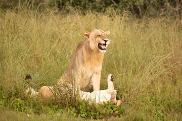 Beautiful Lion Caesar in the golden grass of Masai Mara, Kenya Panthera Leo.