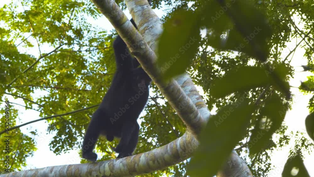 Poster spider monkey moving from branch to branch in rain forest canopy in slow motion looking down