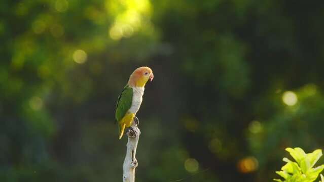 A  White bellied parrot sits on the perch and spreads its wings as it basks in morning sunlight