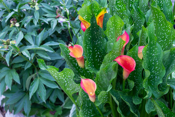 Red and yellow calla lilies on green background
