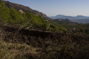 Paisaje tomado desde Serelles con arbol caido, Alcoy, Alicante, Comunidad Valenciana, España
