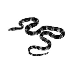 Malayan Krait hand drawing vector illustration isolated on background