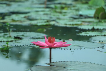 Beautiful pink waterlily or lotus flower in pond.