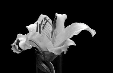 Flowering lily in the home garden in the summer. Black background. Black and white photo.