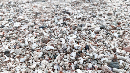 pebble and coral reefs on the beach background