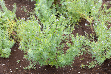 アマ(亜麻)　学名：Linum usitatissimum　種子が亜麻仁油に利用される。繊維は織物に使用される