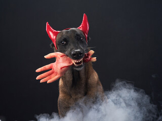 malinois dog with halloween decoration, Hand. pet with devilish horns