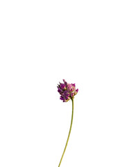 Beautiful psoralea corylifolia png ,babchi flower png, transparent background.  - obrazy, fototapety, plakaty