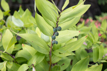 アマドコロ（甘野老）の果実（まだ緑色、ここから黒に変わる）　学名：Polygonatum odoratum、　食用、果実は有毒