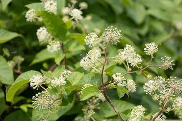 ウド  生薬名：ドクカツ　英名： Aralia Rhizome, 学名： ARALIAE CORDATAE RHIZOMA. 