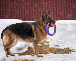 a dog with his toys stands outside in winter