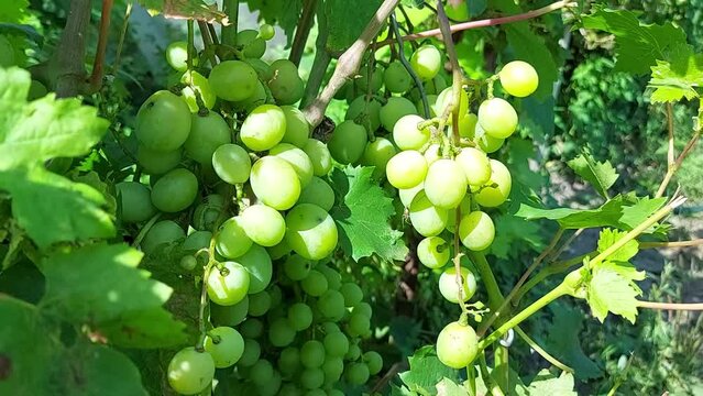 grapes grow in the garden. ripening fruits and berries
