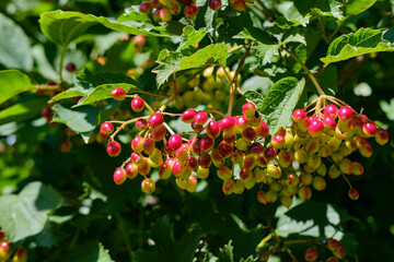 Close-up of bunches of ripening viburnum berries in summer on a sunny day