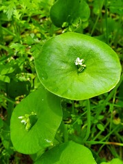 leaf with drops