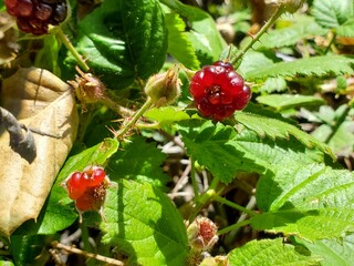 red currant bush