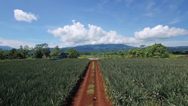 Aerial forward ascending over pineapple fields with green landscape and mountains in background. Upala in Costa Rica