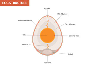 Egg embryo anatomy, section. Bird, Chicken Egg structure