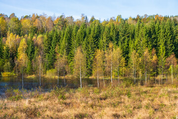 Forest lake in at autumn