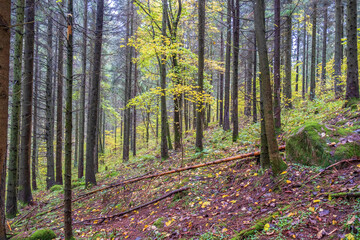 Coniferous forest with elements of deciduous trees in autumn