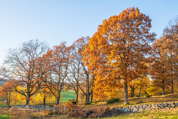 Colorful Oak trees at autumn