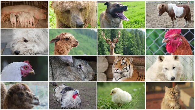 Video wall montage of various animals, farm animals, wild animals, birds. Video collage 