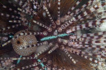 Closeup view on the spikes of the sea urchin 