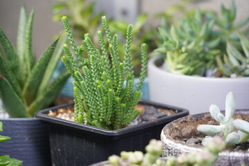 Succulents of different types in pots for seedlings.