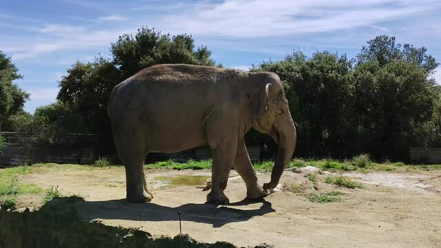 un &eacute;l&eacute;phant dans un parc animalier