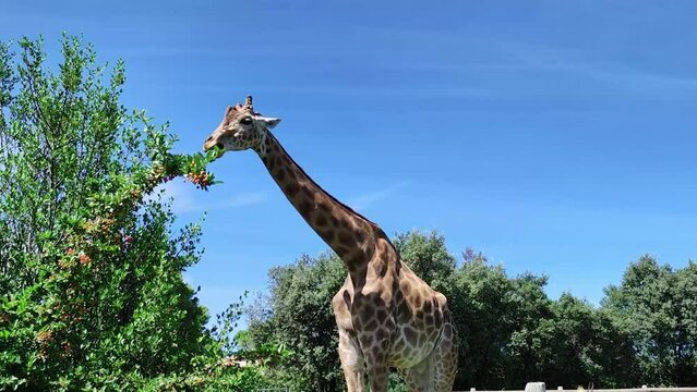 girafe dans un parc animalier	