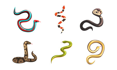 Fototapeta premium Set of different snakes. Tropical serpents, carnivorous reptiles cartoon vector illustration