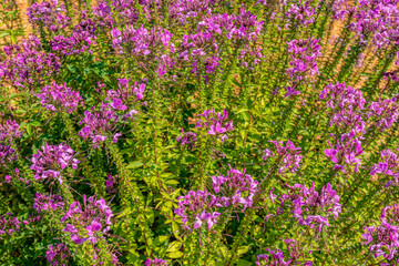 Obraz premium Spider flowers