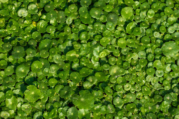 Water Pennywort is a charming trailing perennial, penny-shaped leaves.