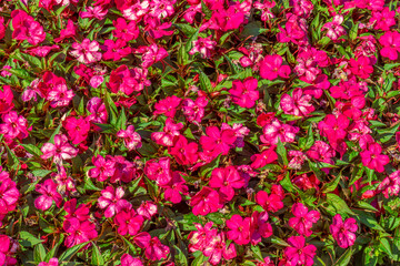 New Guinea impatiens