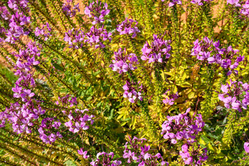 Spider flowers