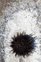 Single murasaki sea urchin shell on salty rock