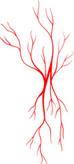 Vein blood vessel, anatomy artery eye capillary