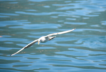 seagull fly free