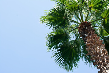 Single green coconut palm tree against blue sky. Bottom view